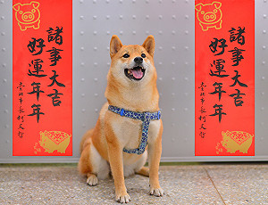 家有毛小孩過年也不用擔心 北市40家動物醫院春節不打烊