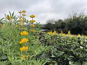 年節好處去  龍潭20公頃金黃色魯冰花綻放
