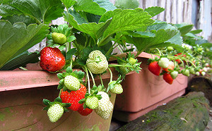 搭捷運就能抵達　台北市也有採草莓秘境