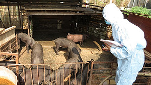 今年首例!金門中國海漂豬又驗出非洲豬瘟