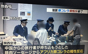 劉黎兒觀點》掉以輕心！日本豬瘟疫情擴大  悔恨啊⋯⋯