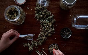 大麻邁向合法化 是福還是禍難定