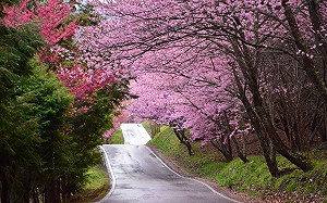 台中武陵賞櫻人潮塞爆！865號公車谷關到梨山加開班次