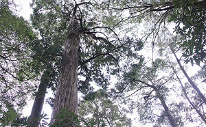 重罰可惡山老鼠！法官罕見判罰1.53億元