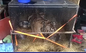 民眾躲倉庫吸大麻竟發現老虎 警方 : 你草哈多了嗎?