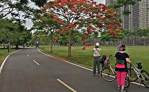 新北河濱植物圖鑑上線  一年四季花期都掌握