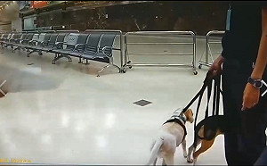 (影)移民官踹檢疫犬 高市動保處將開罰、勸導