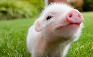 香港驚傳自中國走私寵物豬 港府憂播豬瘟