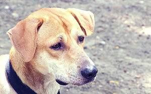 孤單情人節！為何只有單身「狗」沒有貓？5大理由揭曉