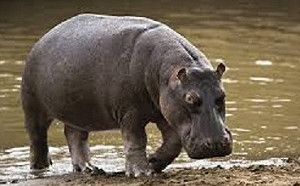 尚比亞計劃捕殺2000隻河馬  動保人士痛批