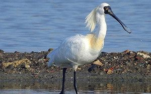 「造神」過頭！黑面琵鷺響應韓流？ 這篇PO文遭網友噓爆…