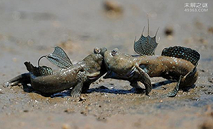 為彈塗魚建更大的家 七河局允闢潮汐溝