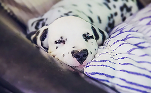 隨時對你比心心！這隻狗擁有「愛心鼻」　網友高呼融化了