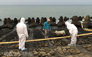 虛驚！新竹海岸發現疑似死豬 研判為死亡羊隻