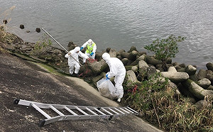 快訊》北市社子島驚見豬隻浮屍 急消毒送檢