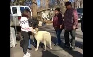 新101忠狗 逃離加州野火失散 秋田犬終回主人懷抱