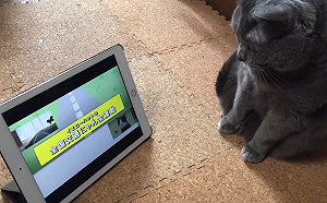 (影)京都大學製作給貓看的道路安全影片　網：人類果然是奴才