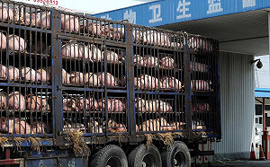 河北1.5萬豬隻暴斃 業者：當局撲殺封鎖消息