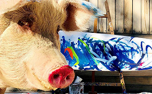 豬界畢卡索！畫作賣價飆破十萬  限量畫錶問世