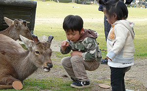 奈良鹿咬人創新高　特愛攻擊大陸客