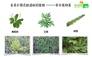 不只賞花會引發花粉症！這些植物也很容易過敏