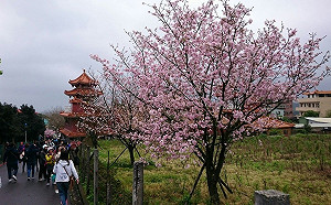 就是這麼美！淡水天元宮加開賞櫻接駁車疏運人潮