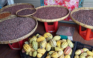 台灣之光愈來愈亮！屏東冠軍可可豆建立嫁接技術