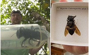 世界最大蜜蜂體型巨無霸  網驚：這獨角仙吧！