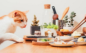 創夢實驗室》好味小姐：多元的影片企劃 創造更大的消費入口 (下)