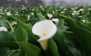 陽明山花已開！竹子湖海芋季開跑　花期一路到5月
