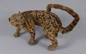 消失近40年！阿塱壹森林傳台灣雲豹現蹤