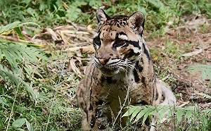 台灣雲豹驚傳現蹤阿塱壹山區！網喊：擔心被捕獸夾誤傷