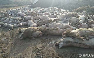 河北也淪陷了！ 中國僅剩3省區未感染非洲豬瘟