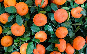 「Line傳柑橘泡藥好可怕？」泡藥是真的！好可怕不一定！