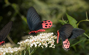 天災後「高雄後花園」與世隔絕  意外成野生動物孕育搖籃