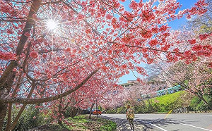 武陵農場粉紅花海怒放！228連假散客也能上山賞櫻