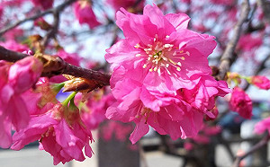 228連假迎來粉紅浪漫！后里泰安櫻花季登場