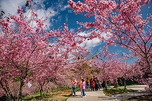 全台花海拍到爽！228連假外出賞花超愜意