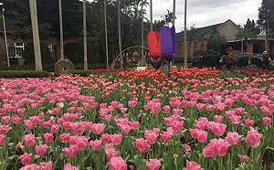搭台北捷運去看花！這裡賞花一年四季都免費
