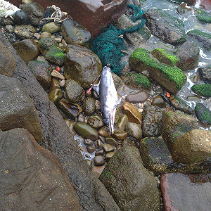 稀有長吻真海豚  尾鰭纏繞漁網陳屍基隆望海巷潮間岩石