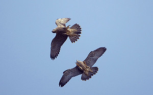 牠飛行時速比高鐵還快  東北角是重要棲息地