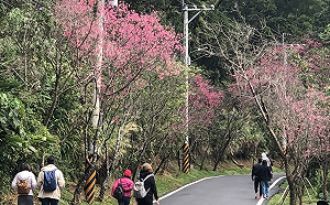 淡水賞櫻景點多　搭乘淡海輕軌免塞車
