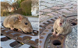 生命平等！老鼠太胖卡人孔蓋  德國消防隊暖救小生命