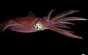 環保材料新革命！魷魚也有機會成為海洋救星？