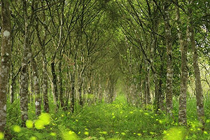 錯過再等一年！花蓮全國最大螢火蟲季準備開跑