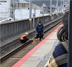 日本JR難得延誤！為了移除這隻「障礙物」  乘客甘願等