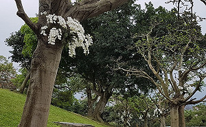 冬山河親水公園驚艷！「台灣阿嬤」嬌媚迎賓