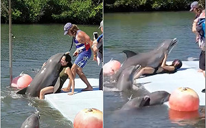 影／太辣凍未條？正妹腿開開　海豚秒跳出水「硬上10秒」