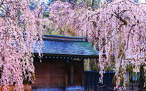 赴日賞櫻要注意！日本麻疹旅遊警戒升為「第一級」