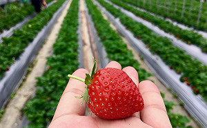 內湖草莓季周末開跑　假日搭公車上山免費